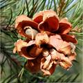 Pinus edulis